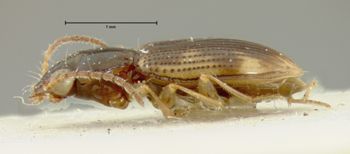 Media type: image;   Entomology 33063 Aspect: habitus lateral view